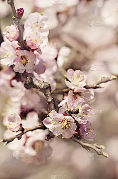 开花