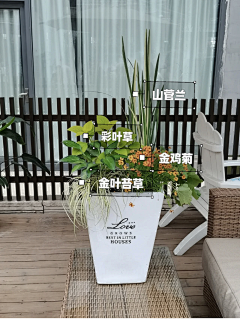 刘小二的2采集到花箱、花钵植物
