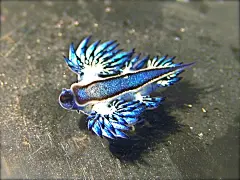Blue Ocean Dragon by DivingHusky on deviantART