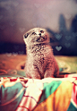 超可爱的猫咪摄影作品欣赏（一）(4)