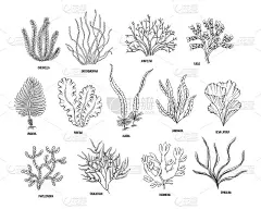 手绘藻类黑色设置在白色背景。矢量插图孤立的草图。线的艺术。