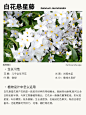 本期更新： #藤本月季#白花悬星藤#哈登柏豆#蓝雪花 #地被植物