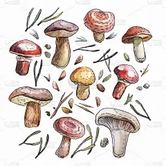 蘑菇设置水彩插图。写实手绘森林剪辑艺术。