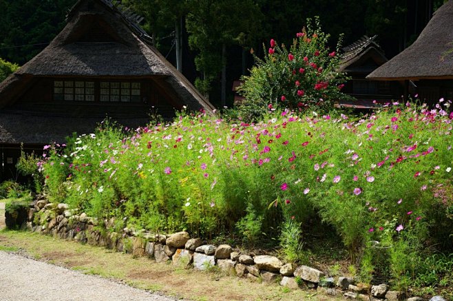 日本旧轻井泽植物景观
