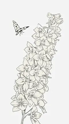 薰衣草
