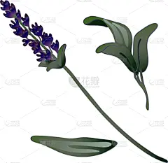 熏衣草,时尚,分离着色,壁纸,植物群,涂料,春天,花,复古