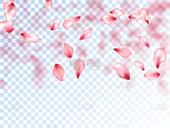 japanese cherry petals on transparent background