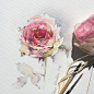#插画狂想# 来自插画师 Olena Duchene  水彩绘画作品#插画灵感# ​​​​