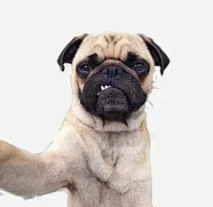八哥自拍高清素材 八哥犬 宠物犬 小型犬 元素 免抠png 设计图片 免费下载 页面网页 平面电商 创意素材