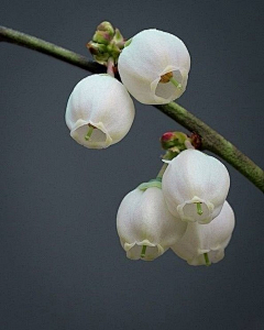 一色hhq采集到花惠