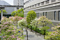 山茱萸树开花，建筑在商业区
