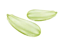 矢量手绘菜瓜  - 源文件下载【酷图网】矢量菜瓜,手绘菜瓜,菜瓜,亚瓜,手瓜,瓜,青菜,蔬菜插画,蔬菜,矢量蔬菜,绿色果蔬,新鲜蔬菜,