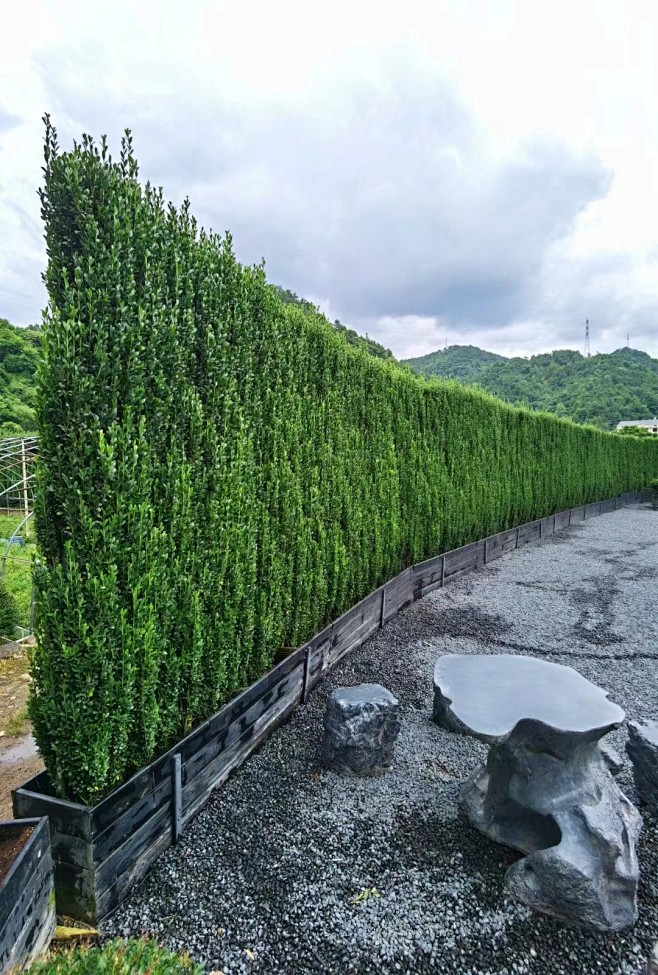 直立冬青