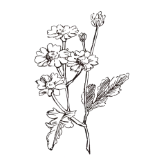 黄春菊_PNG线稿素描手绘植物花水仙菊化妆品包装海报平面AI矢量设计素材