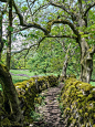 Old track, Yorkshire Dales.: 