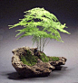 asparagus fern in rock-indoors here or use maidenhair fern outside - love