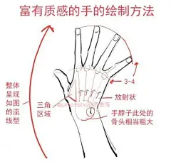 手绘参考~富有质感的手部绘制方法~手各个指关节的位置关系的绘制要点分析~转需吧~ ​​​​