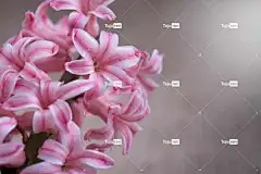 风信子 花卉背景 花壁纸 花 自然 粉色的 粉红色的花 开花