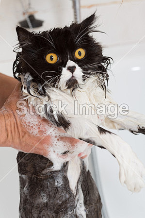 沐浴一只猫#宠物# #猫# #猫咪# #...