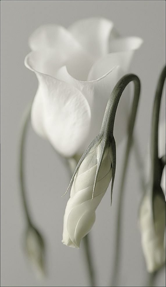 白色的花
white flowers
