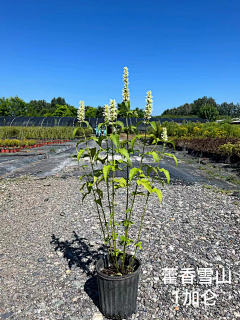 景观设计_方遇采集到植物图