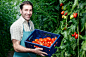 人,饮食,休闲装,农业,室内_163251855_Germany, Bavaria, Munich, Mature man harvesting tomatoes in greenhouse_创意图片_Getty Images China