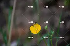 花 昆虫 自然 花卉背景 黄色 美丽的花朵 宏 花壁纸 近