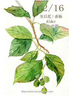撒雪花的菇凉采集到生日花
