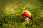 Canon EOS 550D
1/125s/ISO 100