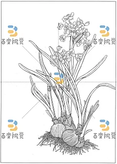 K24064-水仙11.jpg
