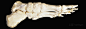 Google 图片搜索 http://imgc.allpostersimages.com/images/P-473-488-90/64/6462/XGVH100Z/posters/ralph-hutchings-human-bones-of-left-foot-from-medial-side.jpg 的结果