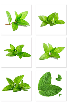 浅陌Ω采集到植物