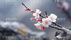 白梅  - 源文件下载【酷图网】插画,插图,壁纸,头像,背景,彩绘,色彩,画报,景物,虚拟,梦幻,美景,风景,风光,绝美,创意,漫画,CG,水彩,丙烯,油画,高清,仿真,梅花,红梅,白梅,树枝,山石,山谷,花,植物,花卉