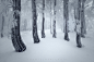 Winter misty frosty forest in the Ore Mountains - Czech republic 