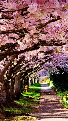 小清新樱花手机壁纸