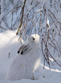 #雪# #兔子#