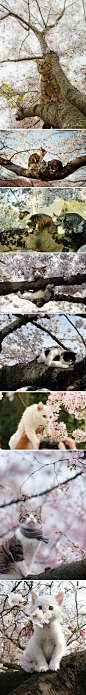 喵生的樱花季 (467×3776)