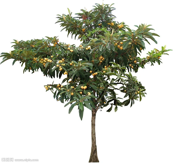 枇杷树-花瓣网