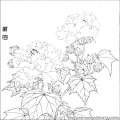 经典白描资料，精彩呀，快收藏吧！！！！！