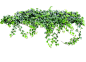绿色树藤藤蔓树叶花藤枯枝藤条透明免抠PNG图案图片 PS设计素材 (171)