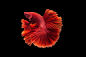 Halfmoon betta fish_00008