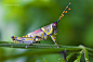 Photograph The Elegant Grasshopper by Mario Moreno on 500px