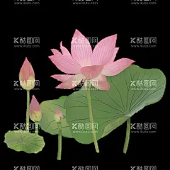 夏日荷花   - 源文件下载【酷图网】夏日荷花,夏日,夏至,立夏,夏天,夏季,湖水,锦鲤,荷花,莲花,荷叶,莲蓬,夏季广告,夏日海滩,冰爽盛夏,清凉一夏海报,清爽一夏,激情盛夏,夏季海报,冰凉夏日,夏季促销,夏天促销,激爽夏日,夏天素材,夏季素材,荷花背景,水墨背景,水墨荷花背景,夏天背景素材,夏季背景素材,