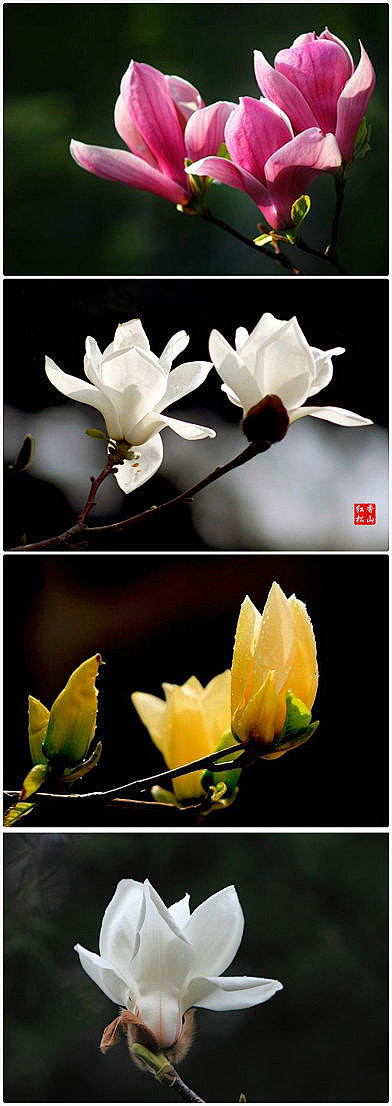【玉兰花】--七绝

临窗听雨亦怅愁，横...
