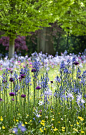 The Wildflower Meadow at Highgrove                                                                                                                                                                                 More  @alfonsoXOXO @agatoniaXOXO @vincenteXO