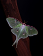 Luna Moth  ~~ by ashockenberry