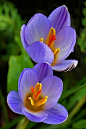 番红花（学名：Crocus sativus L.）又称藏红花、西红花，是一种鸢尾科番红花属的多年生花卉，也是一种常见的香料。多年生草本。球茎扁圆球形，直径约3厘米，外有黄褐色的膜质包被。叶基生，9-15枚，条形，灰绿色，边缘反卷；叶丛基部包有4-5片膜质的鞘状叶。花茎甚短，不伸出地面；花1-2朵，淡蓝色、红紫色或白色，有香味，花柱橙红色，柱头略扁，顶端楔形，有浅齿，子房狭纺锤形。蒴果椭圆形，长约3厘米。