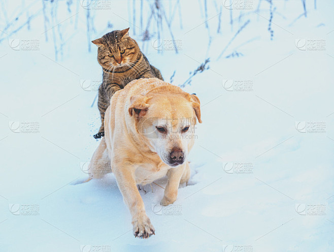 有趣的猫和狗是最好的朋友。在下雪的冬天，猫在户外骑着狗