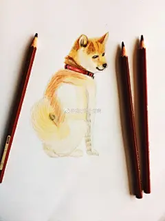 简单的柴犬狗彩铅画画法手绘教程图片 柴犬的画法 柴犬彩铅怎么画_www.youyix.com