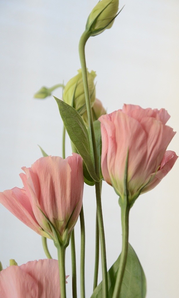 ~~Unfurling by cathe...